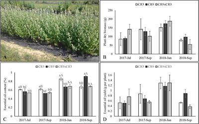 Successive harvests affect the aromatic and polyphenol profiles of novel catnip (Nepeta cataria L.) cultivars in a genotype-dependent manner